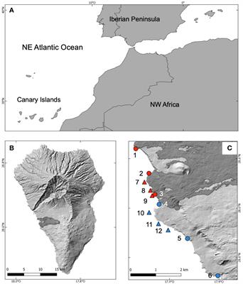 Primary ecological succession of marine communities on the Tajogaite lava flows (La Palma, Canary Islands), fishes colonize faster than macroinvertebrates and algae